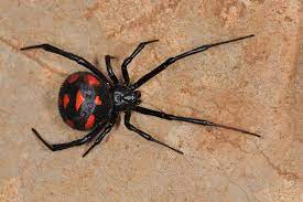 how to get rid of black widows