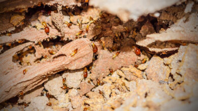 Termites infestion