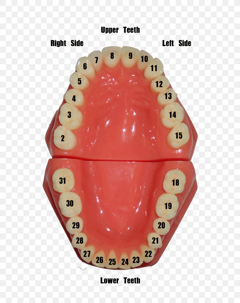 tooth number chart