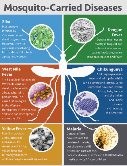 Dengue fever symptoms