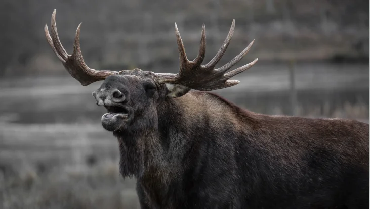 Moosegazete